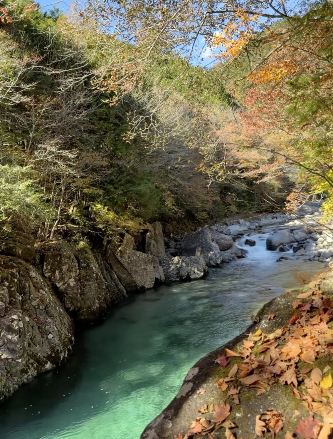 Cypress forest and emerald-green river on the Nakasendo