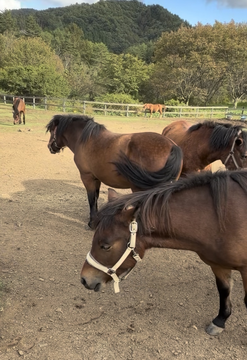 Kiso Horse