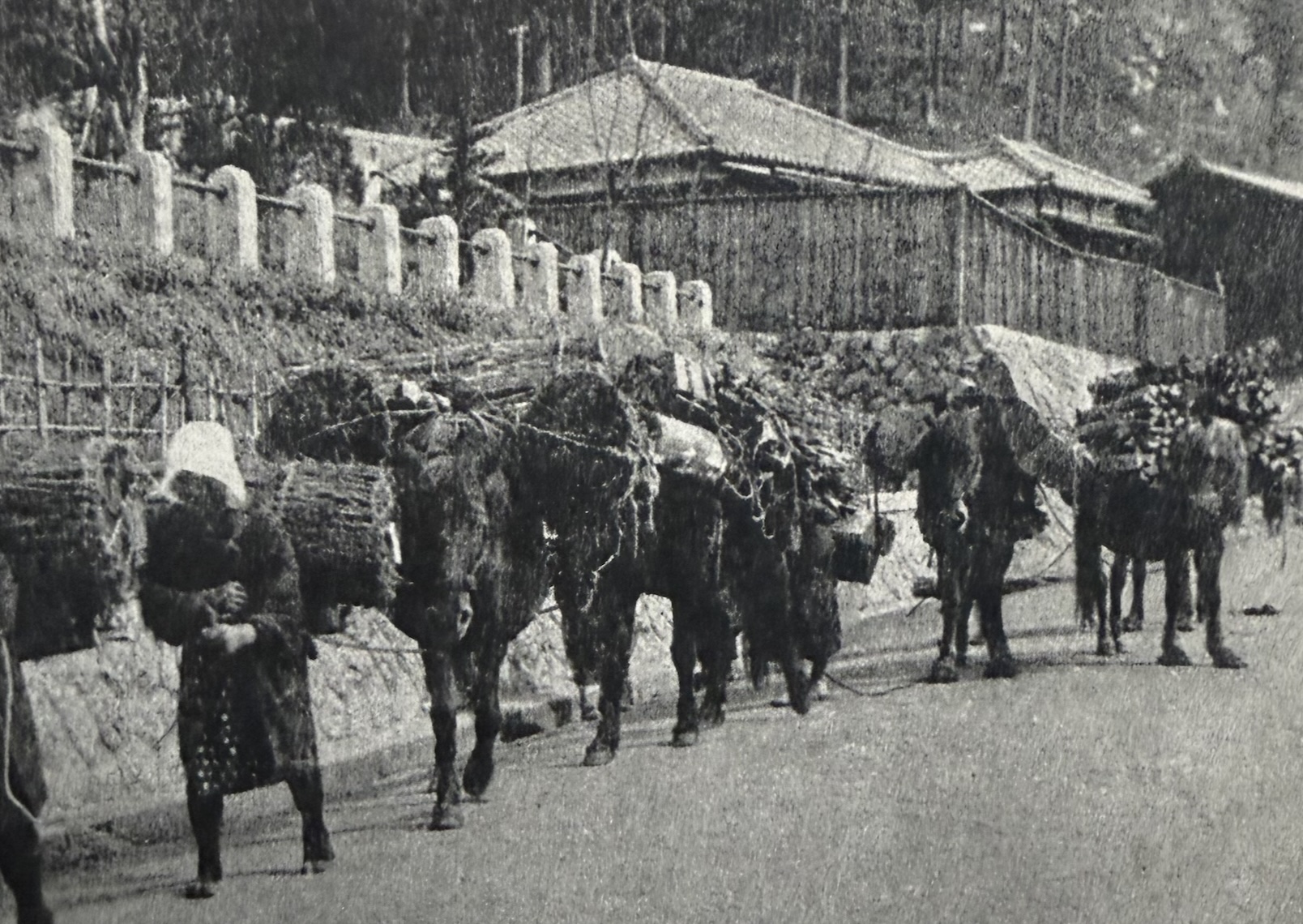 Kiso horse